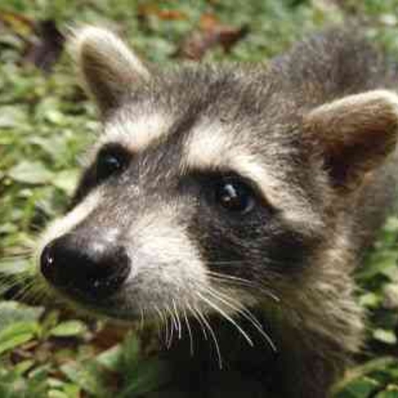 Meet your Posher, Noms - Picture 1 of 1